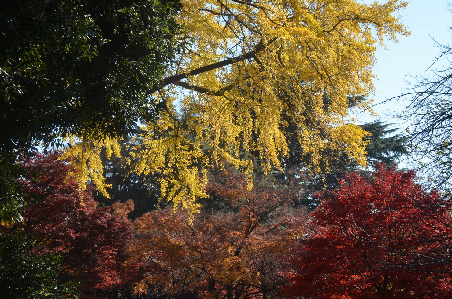 A set of trees with the colours green, yellow and red