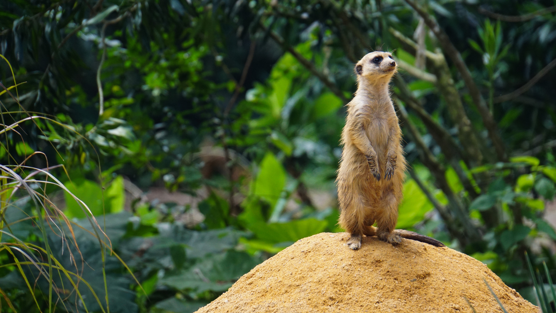 A meerkat in the zoo