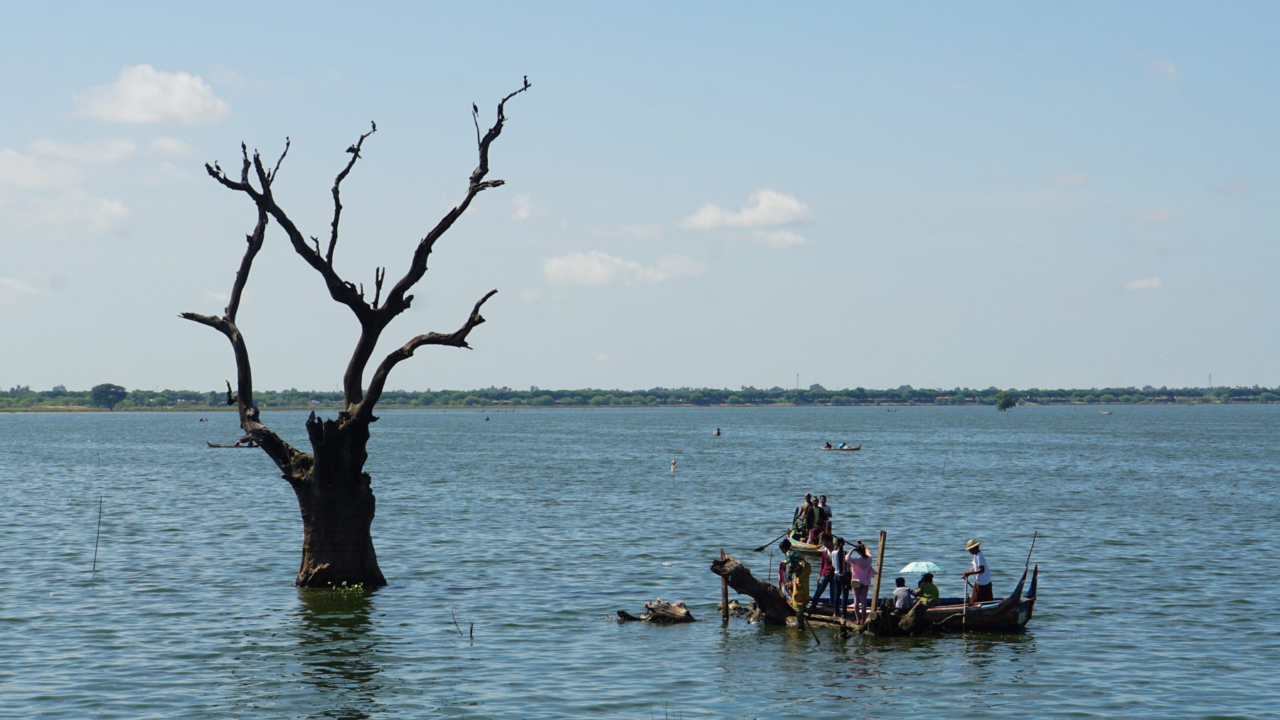 A boat and a tree in a lake