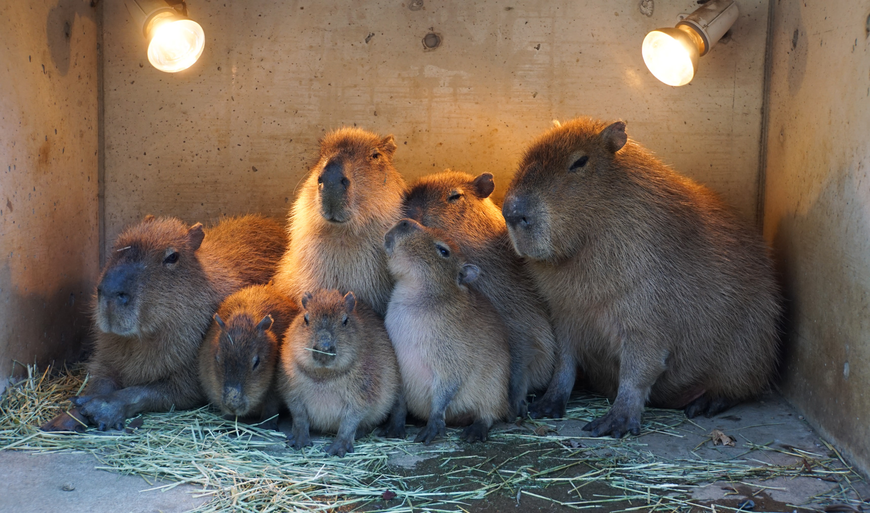 A family of capybaras