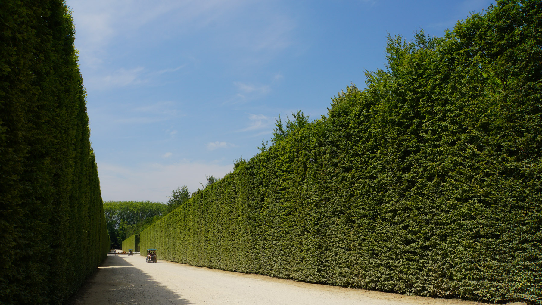 A tall hedge maze in Versailles