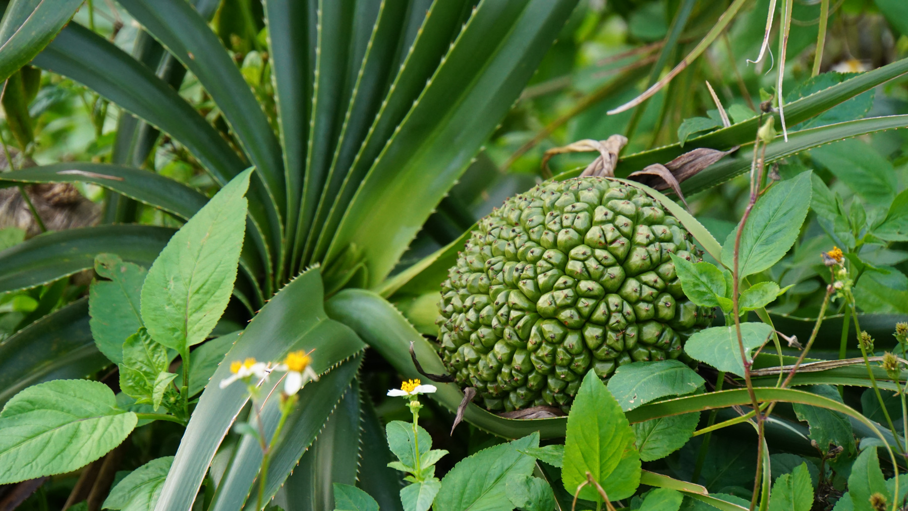 A fruit