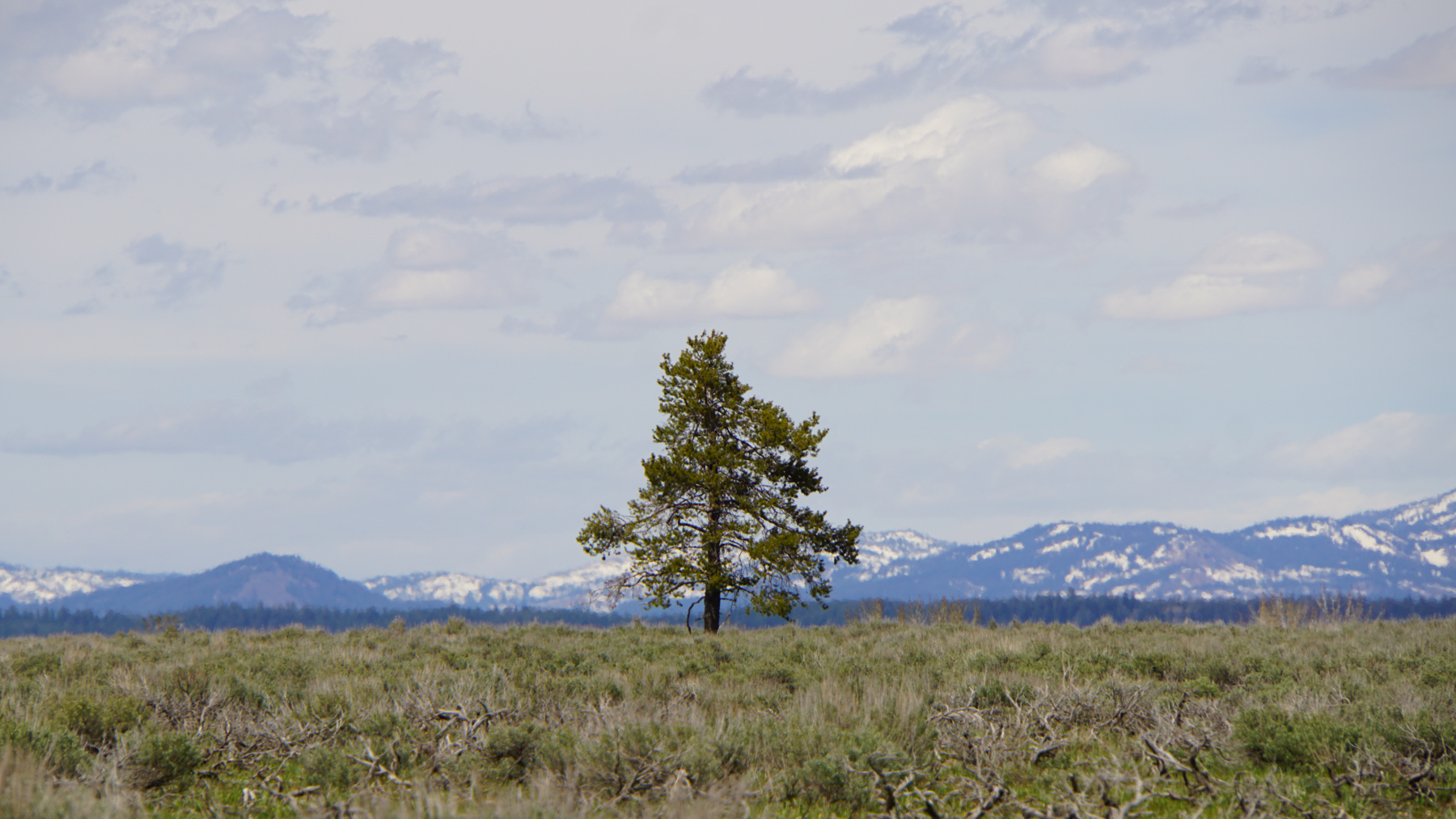 A lone tree