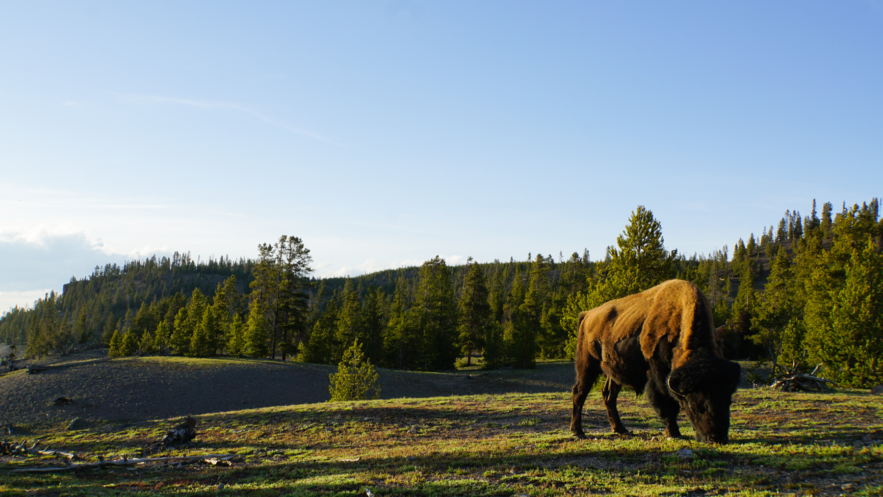 Bison in the sunset in the park