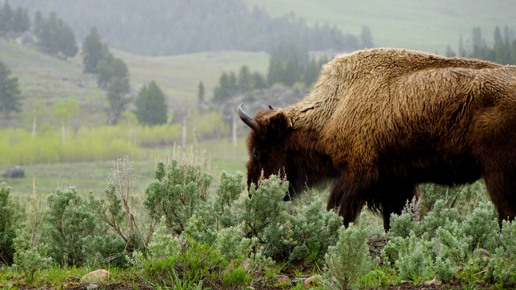 A bison in misty conditions