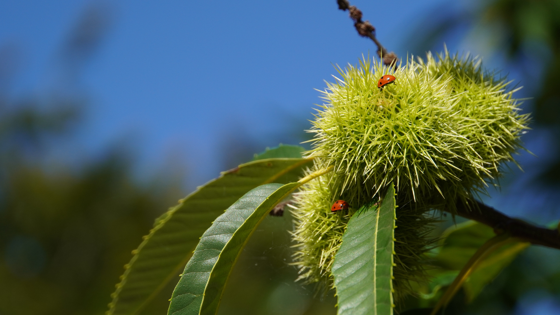 Ladybugs on a flower