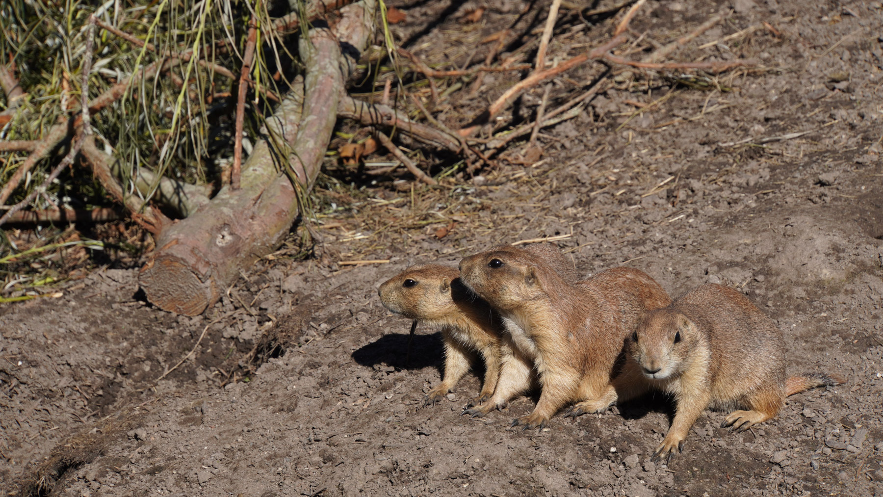 Three prairie dogs