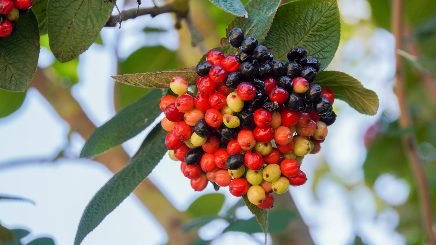 A bunch of fruit