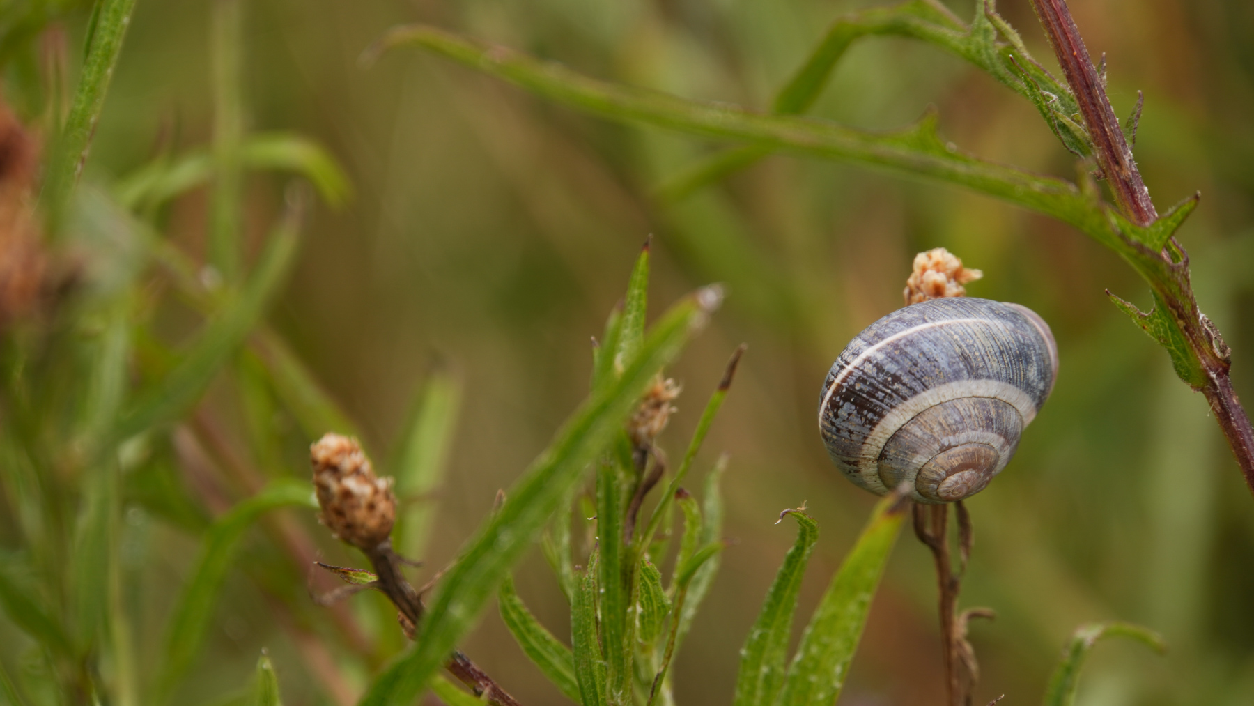 A snail on a plant