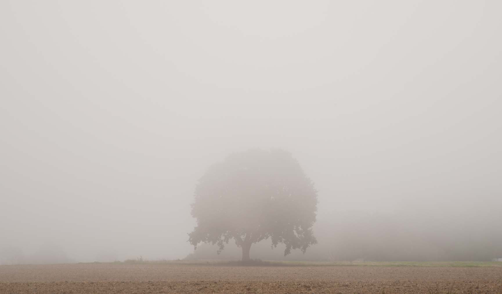 A singular tree draped by mist