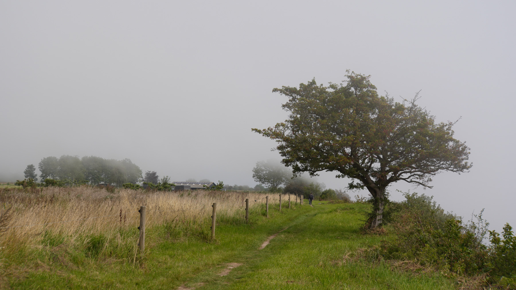 A singular tree along the cliffside